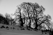 Alba e cavalcata Valdimagnina-1